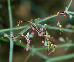 Oxytheca dendroidea dendroidea