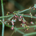 Oxytheca dendroidea dendroidea - Photo (c) Steve Matson, algunos derechos reservados (CC BY), subido por Steve Matson