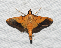 Desmia flavalis