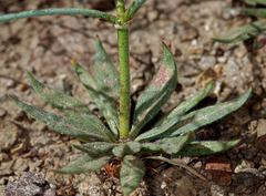Oxytheca dendroidea dendroidea