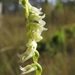 Spiranthes brevilabris floridana - Photo (c) j_appleget, some rights reserved (CC BY-NC), uploaded by j_appleget
