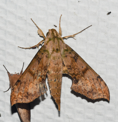 Xylophanes zurcheri
