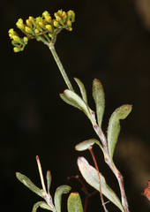 Eriogonum microtheca ambiguum