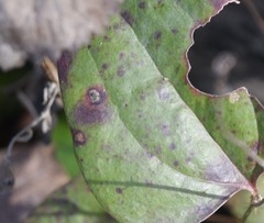 Pseudocercospora smilacicola
