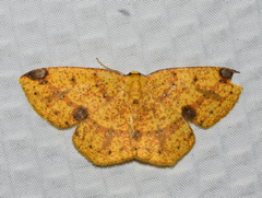 Periclina apricaria
