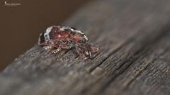 Anthonomus multifasciatus