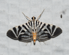 Spilomela perspicata