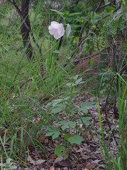 Hibiscus meraukensis