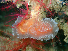 Aplidium ocellatum