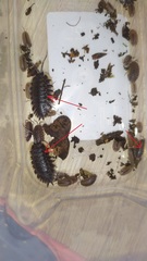 Trachelipus caucasius