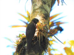 Lepidocolaptes lacrymiger