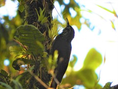 Lepidocolaptes lacrymiger