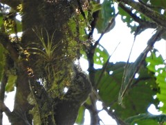 Lepidocolaptes lacrymiger