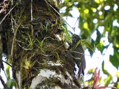 Lepidocolaptes lacrymiger