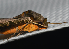 Protambulyx eurycles