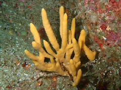 Axinella