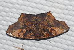 Paragonia procidaria