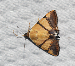 Eulepidotis julianata