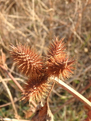 Xanthium orientale