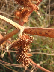 Xanthium orientale