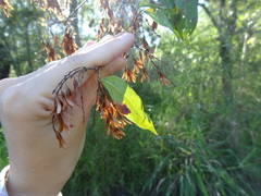 Ruprechtia laxiflora