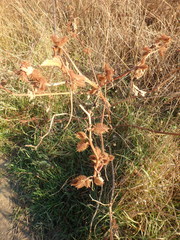 Xanthium orientale