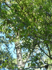 Ruprechtia laxiflora