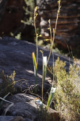 Moraea marlothii