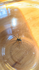 Dolomedes scriptus