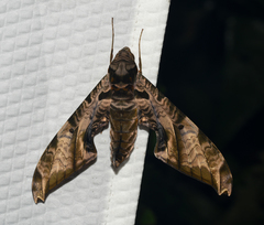 Protambulyx eurycles