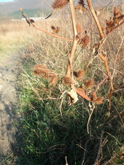Xanthium orientale