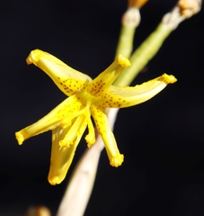 Moraea marlothii