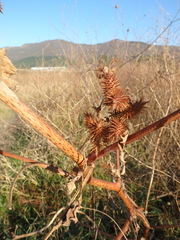 Xanthium orientale