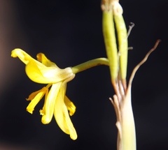 Moraea marlothii