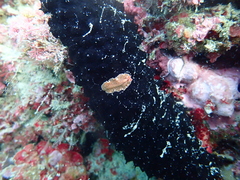 Yungia aurantiaca