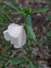 Hibiscus meraukensis