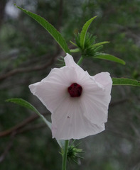 Hibiscus meraukensis