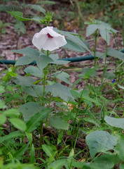 Hibiscus meraukensis
