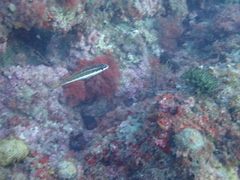 Symphodus doderleini