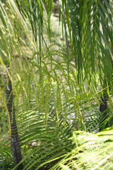 Dypsis onilahensis