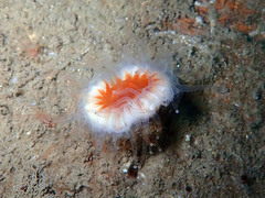 Caryophyllia smithii