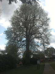 Liriodendron tulipifera