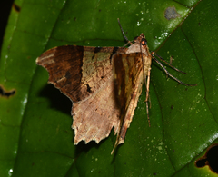 Macaria approximaria