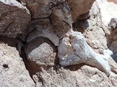 Mammuthus