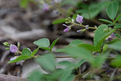 Pycnospora lutescens