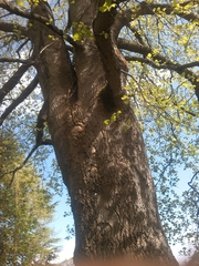 Liriodendron tulipifera
