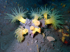 Dendrophyllia cornigera