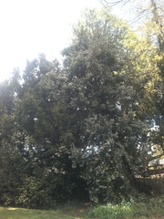 Ilex aquifolium