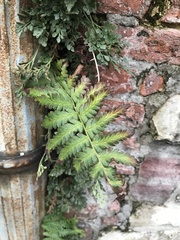 Dryopteris filix-mas