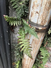 Dryopteris filix-mas